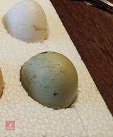 2 OLIVE/GREEN EGG LAYERS BIDS PER LIFE - 2
