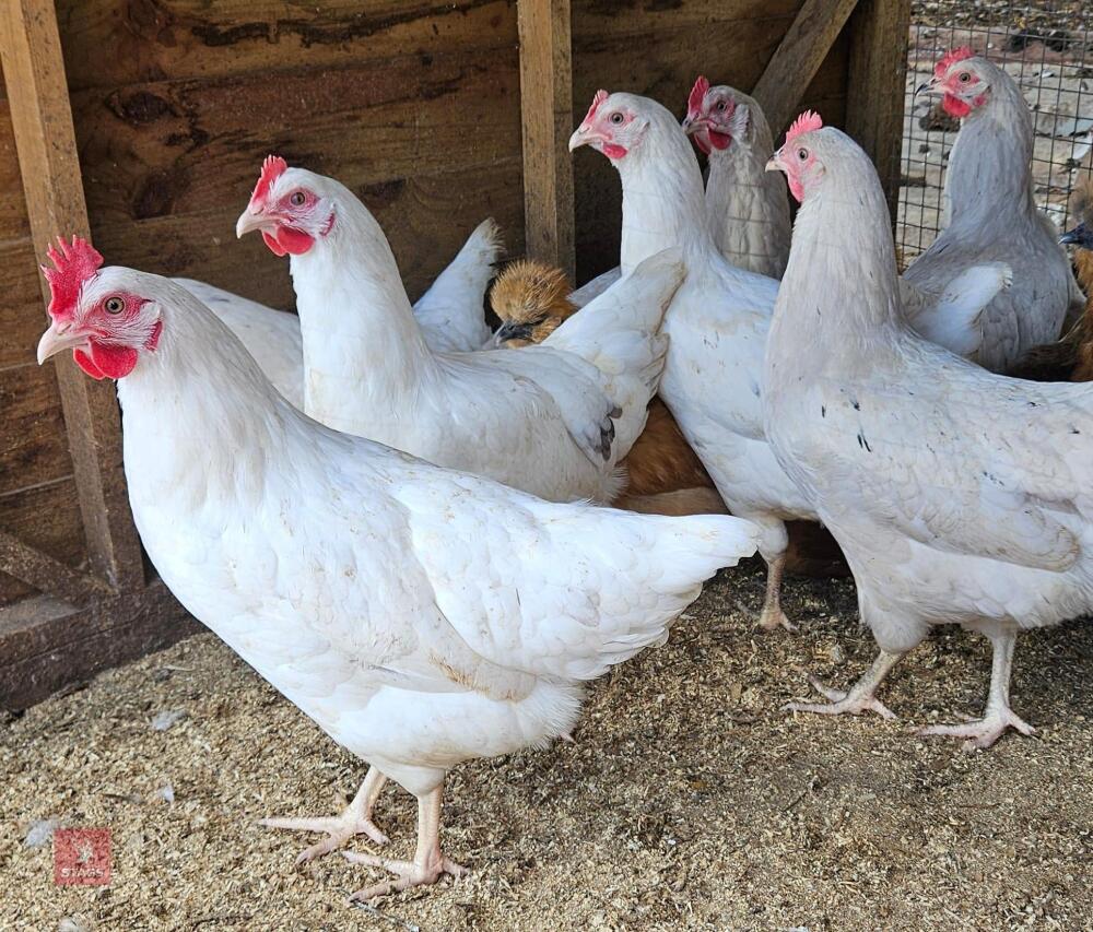 2 OLIVE/GREEN EGG LAYERS BIDS PER LIFE