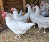 2 OLIVE/GREEN EGG LAYERS BIDS PER LIFE