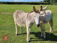10YO JENNY DONKEY
