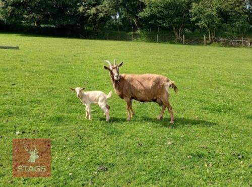 5YO BRITISH ALPINE X NANNY & KID AT FOOT BIDS FOR THE GROUP