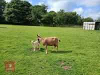 5YO BRITISH ALPINE X NANNY & KID AT FOOT BIDS FOR THE GROUP - 2