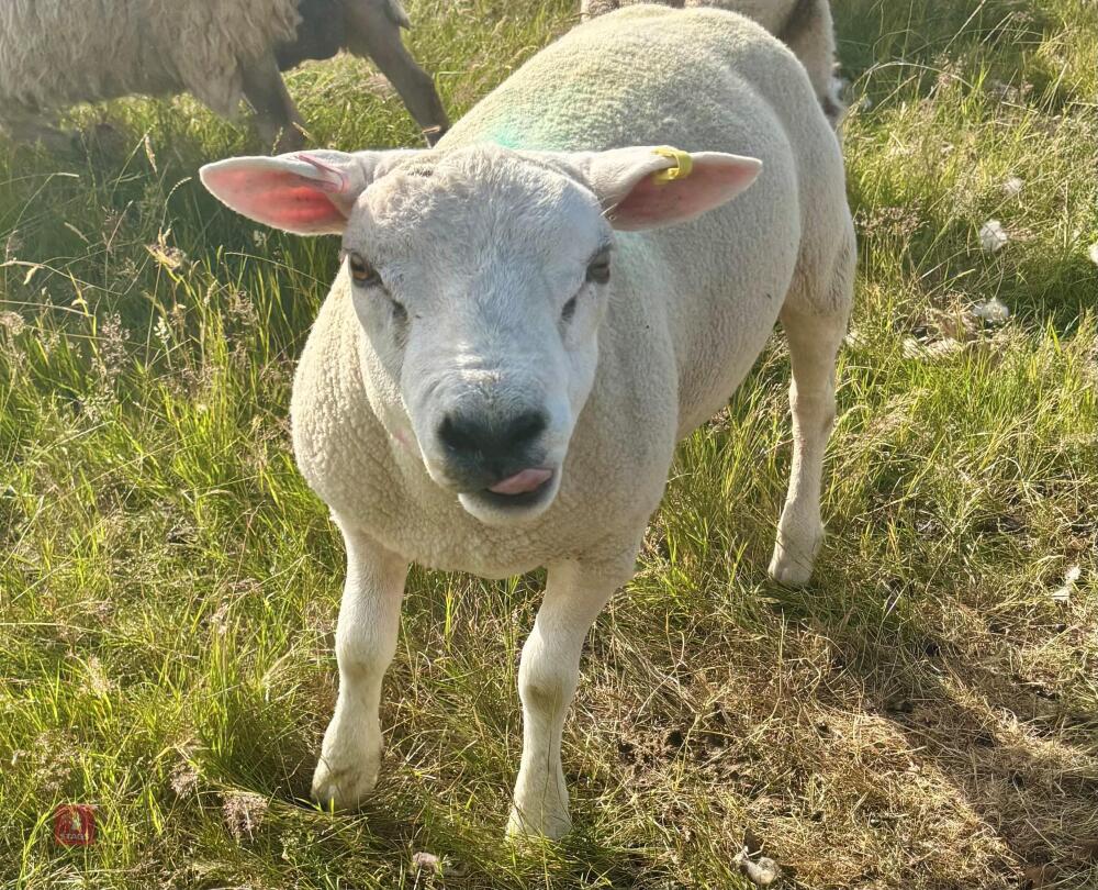 2T TEXEL RAM