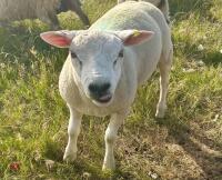2T TEXEL RAM