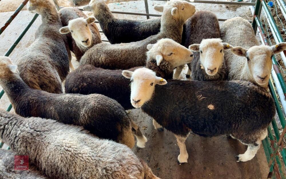 10 HERDWICK EWES BIDS PER LIFE