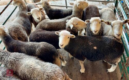 10 HERDWICK EWES BIDS PER LIFE