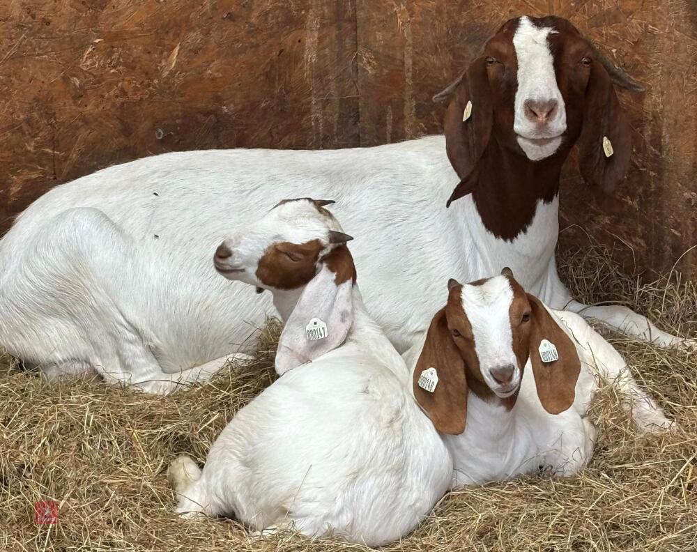 2 X 3YO NANNY BOERS & 4 X 2MO KIDS BIDS PER LIFE