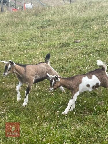 2 DAIRY CROSS PYGMY WETHER GOATS BIDS PER LIFE