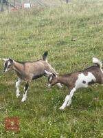 2 DAIRY CROSS PYGMY WETHER GOATS BIDS PER LIFE