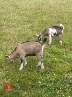 2 DAIRY CROSS PYGMY WETHER GOATS BIDS PER LIFE - 2