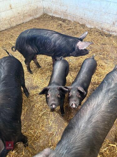 2 BERKSHIRE X WEANERS BOARS BIDS PER LIFE