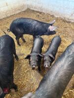 2 BERKSHIRE X WEANERS BOARS BIDS PER LIFE