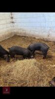2 BERKSHIRE X WEANERS BOARS BIDS PER LIFE - 2