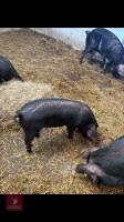 2 BERKSHIRE X WEANERS BOARS BIDS PER LIFE - 3