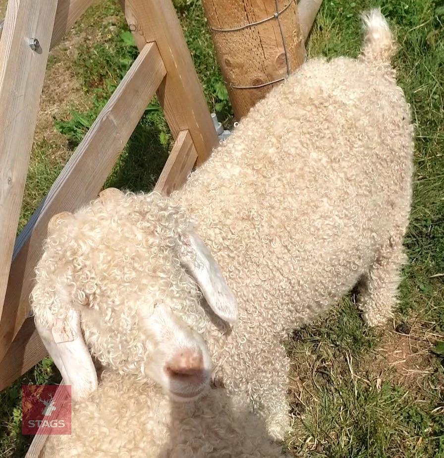 4 PEDIGREE ANGORA NANNY GOATS BIDS PER LIFE