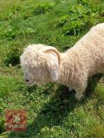 4 PEDIGREE ANGORA NANNY GOATS BIDS PER LIFE - 2