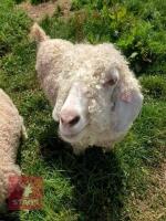 4 PEDIGREE ANGORA NANNY GOATS BIDS PER LIFE - 3
