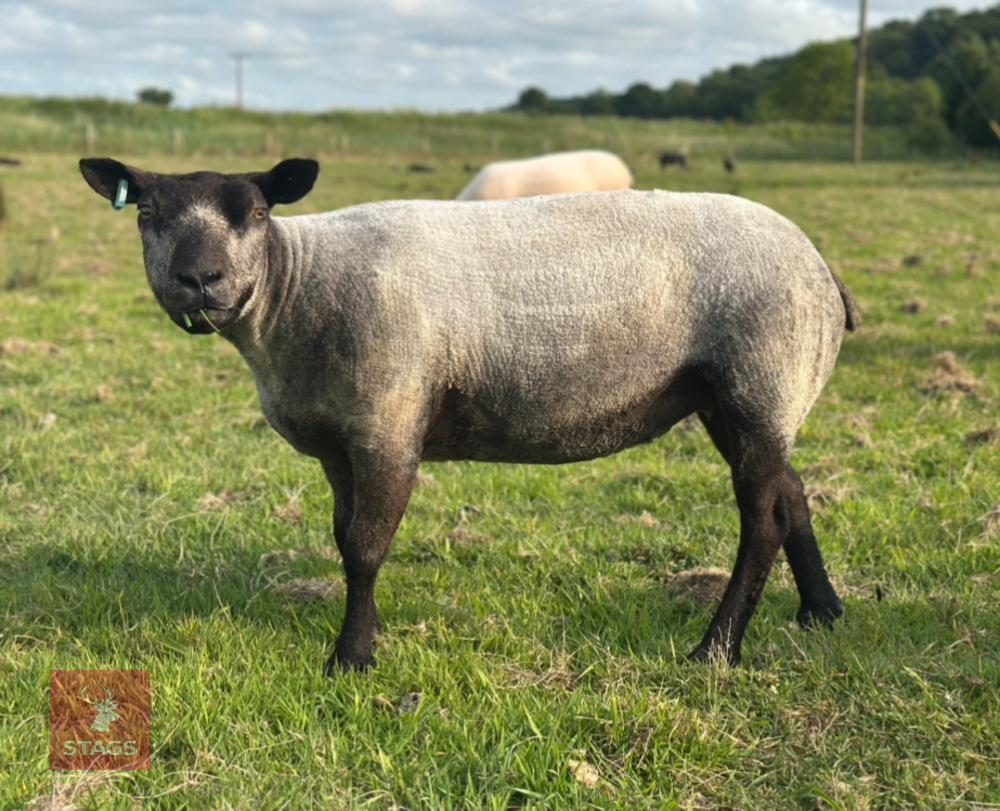 3YO PEDIGREE BLUE TEXEL EWE