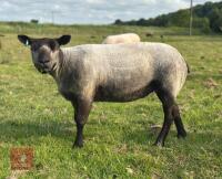 3YO PEDIGREE BLUE TEXEL EWE