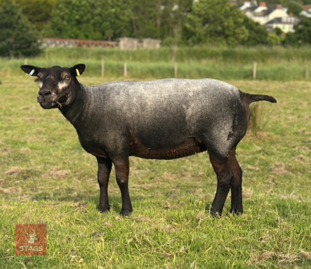 3YO PEDIGREE BLUE TEXEL EWE