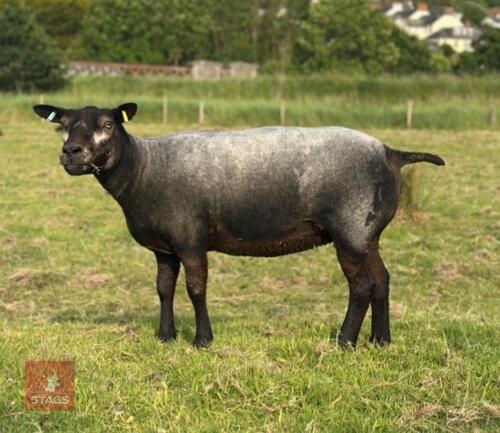 3YO PEDIGREE BLUE TEXEL EWE