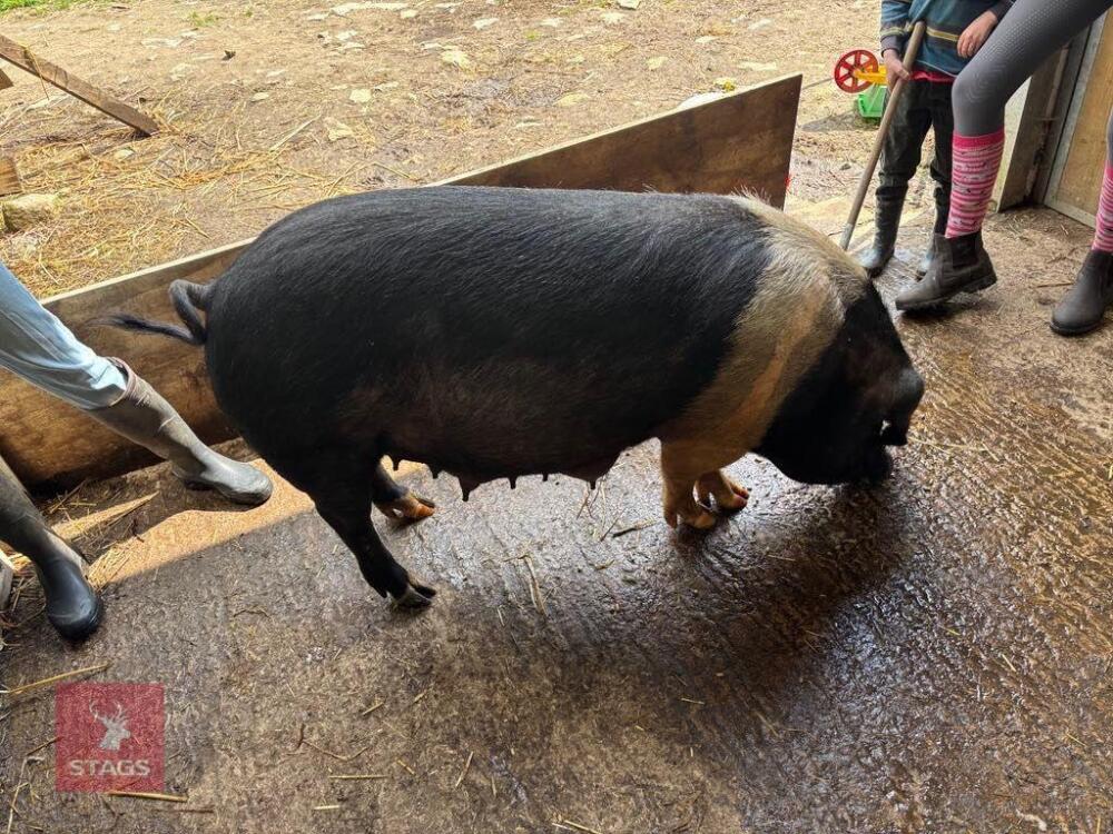 2YO SADDLEBACK SOW