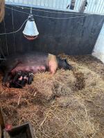 2YO SADDLEBACK SOW - 2