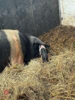 2YO SADDLEBACK SOW - 3