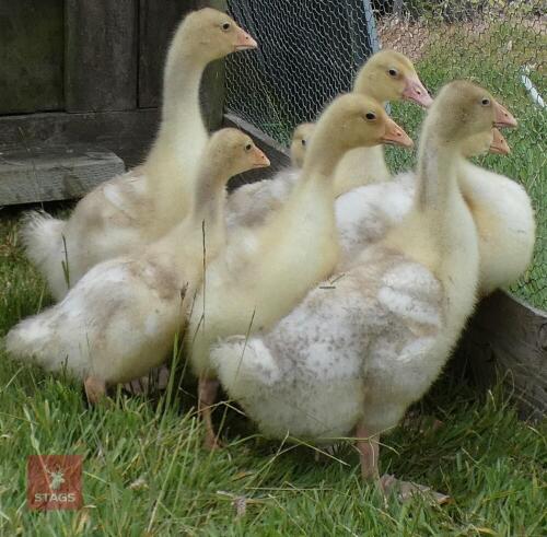 7 X 1MO GOSLINGS BIDS PER LIFE