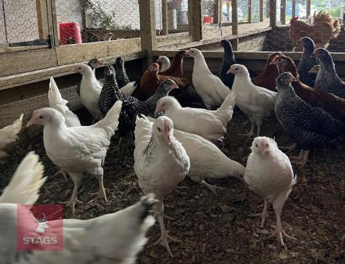 5 LIGHT SUSSEX PULLETS BIDS PER LIFE
