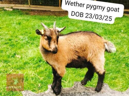 2MO PYGMY WETHER GOAT