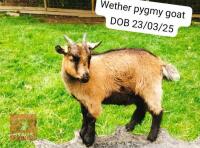 2MO PYGMY WETHER GOAT