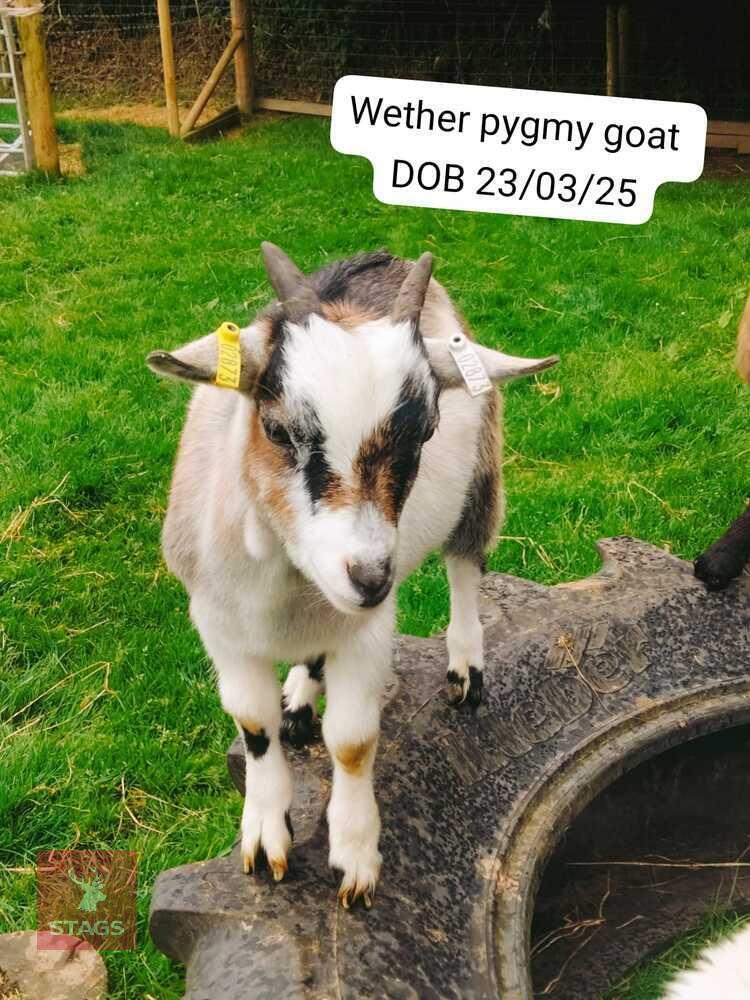 2MO PYGMY WETHER GOAT