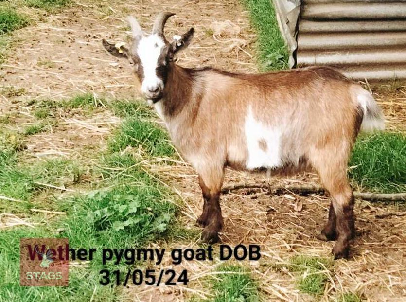 1YO PYGMY WETHER GOAT