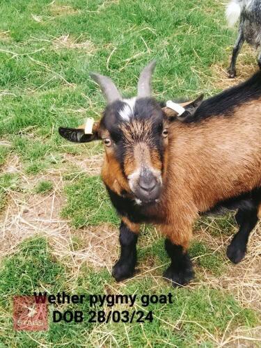 1YO PYGMY WETHER GOAT