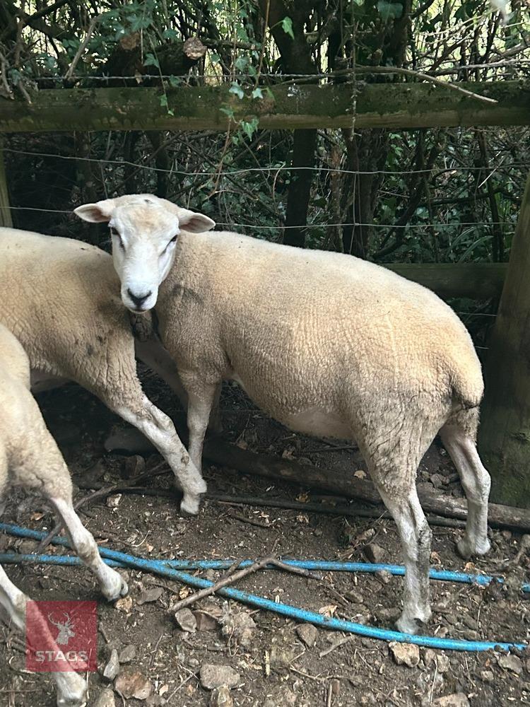 PUREBRED LLEYN SHEARLING RAM
