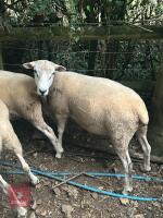 PUREBRED LLEYN SHEARLING RAM