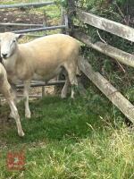 PUREBRED LLEYN SHEARLING RAM - 2