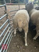 PUREBRED LLEYN SHEARLING RAM - 3