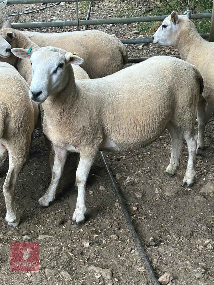 PUREBRED LLEYN SHEARLING RAM