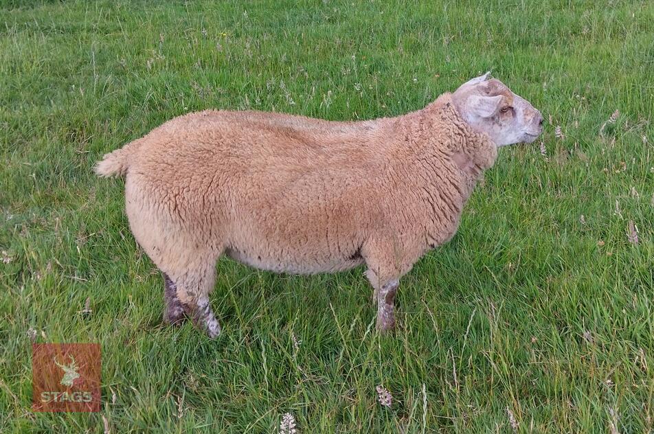 5MO BELTEX X CHAROLLAIS RAM LAMB