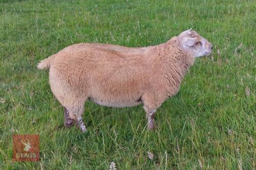 5MO BELTEX X CHAROLLAIS RAM LAMB