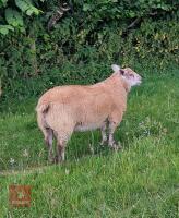 5MO BELTEX X CHAROLLAIS RAM LAMB - 3