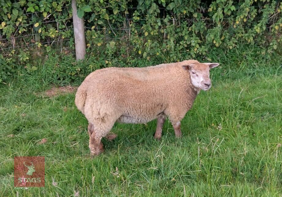 5MO BELTEX X CHAROLLAIS RAM LAMB