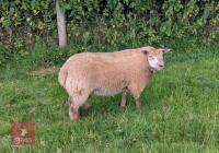5MO BELTEX X CHAROLLAIS RAM LAMB