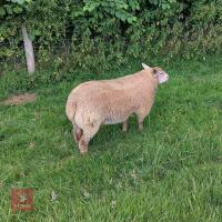 5MO BELTEX X CHAROLLAIS RAM LAMB - 2