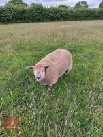 5MO BELTEX X CHAROLLAIS RAM LAMB - 3