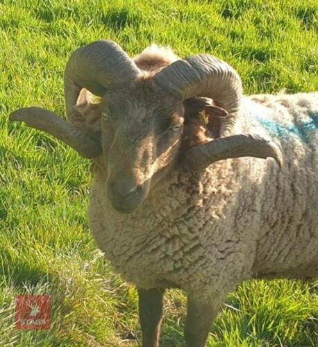 5YO MANX LOAGHTAN RAM
