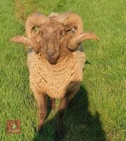 5YO MANX LOAGHTAN RAM - 2