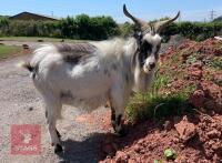 5YO PYGMY BILLY GOAT